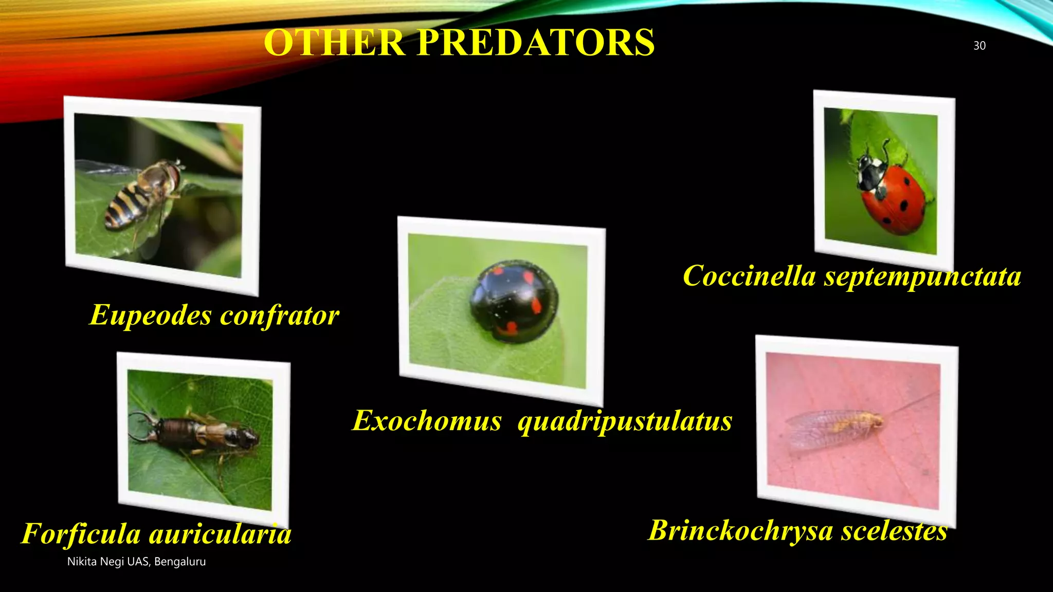 woolly-apple-aphid-pptx