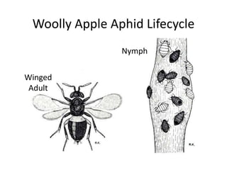 Woolly Apple Aphid Lifecycle
Nymph
Winged
Adult
 