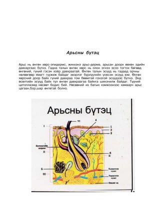 Арьсны бүтэц

Арьс нь өнгөн хөрс-эпидермс, жинхэнэ арьс-дерма, арьсан доорх өөхөн эдийн
давхаргаас бүтнэ. Гадна талын өнгөн хөрс нь олон эгнээ эсээ тогтох бөгөөд
өнгөний, гүний гэсэн хоёр давхраатай. Өнгөн талын эсүүд нь гадаад орчны
нөлөөгөөр ямагт гуужиж байдаг эвэрлэг бүрхүүлийн үхжсэн эсүүд юм. Өнгөн
хөрсний доор байх гүний давхраа том бөөмтэй гонзгой эсүүдээс бүтнэ. Энд
өсөлтийн эсүүд байх тул өнгөн давхраагаа байнга шинэчилж байдаг. Түүний
цитоплазмд нөсөөт бодис бий. Нөсөөний их багын хэмжээнээс хамаарч арьс
цагаан,бор,шар өнгөтэй болно.
 