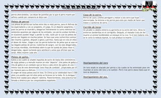 MALTRATO ANIMAL
perros ahorcándolos. Los dejan de puntillas por lo que el perro muere por
asfixia cuando por cansancio se deja caer.

Peleas de perros
Las peleas de perros son luchas entre dos (o más) perros, para el disfrute de
los espectadores y con un propósito, el juego. Es un deporte sangriento,
pues los perros se muerden y desgarran literalmente la carne mientras los
asistentes apuestan por alguno de los animales. Los perros acaban heridos y
en ocasiones pueden llegar a perder la vida, razón por la cual las peleas de
perros son ilegales en muchos países. Se hace que unos cachorritos caninos
den muerte a gatitos, después a gatos y perritos, hasta que se crea en ellos
el deseo de matar. Llegan a ser los perros bulterrier de pelea que se usan en
las ilegales peleas de perros. Cubiertos de sangre, con los ojos desgarrados,
las orejas mordidas, moviéndose sobre lo que les queda de patas rotas o
desgarradas, siguen luchando para satisfacer a amos que afirman que los
aman. Miles mueren cada año.

Caza de la zorra.
Perros de caza y jinetes persiguen y matan a una zorra que huye
aterrorizada. Se entrena a los perros para esto por medio de hacer que
maten a cachorros de zorra.

Corrida de toros
Un picador a caballo entierra su garrocha en la cerviz del toro. Otros le
entierran banderillas en el cerviguillo. Después, el matador trata de dar
muerte al animal hundiéndole un estoque en la cruz. Si el toro todavía vive,
se le corta la médula espinal, lo cual produce la muerte.

Peleas de gallos.
Gallos a los cuales se añaden espuelas de acero de hasta diez centímetros
de largo pelean y a menudo mueren en este "deporte". Una pelea de gallos o
riña de gallos es un combate que se lleva a cabo entre dos gallos de una
misma raza de aves denominada "aves finas de combate", propiciados por el
ser humano para su disfrute.
El origen de estas peleas está en Asia. En China ya se celebraban hace 2.500
años y es posible que mil años antes se hicieran en la India. En la Antigua
Roma eran usadas para adquirir valentía. Posteriormente, esta práctica fue
llevada a América por los conquistadores españoles.

Hostigamiento del toro
Un toro atado es atacado por perros a los cuales se ha entrenado para me
muerdan el ocico del toro y no suelten. Perro tras perro ataca hasta que el
toro se desploma.

Hostigamiento del oso.

 