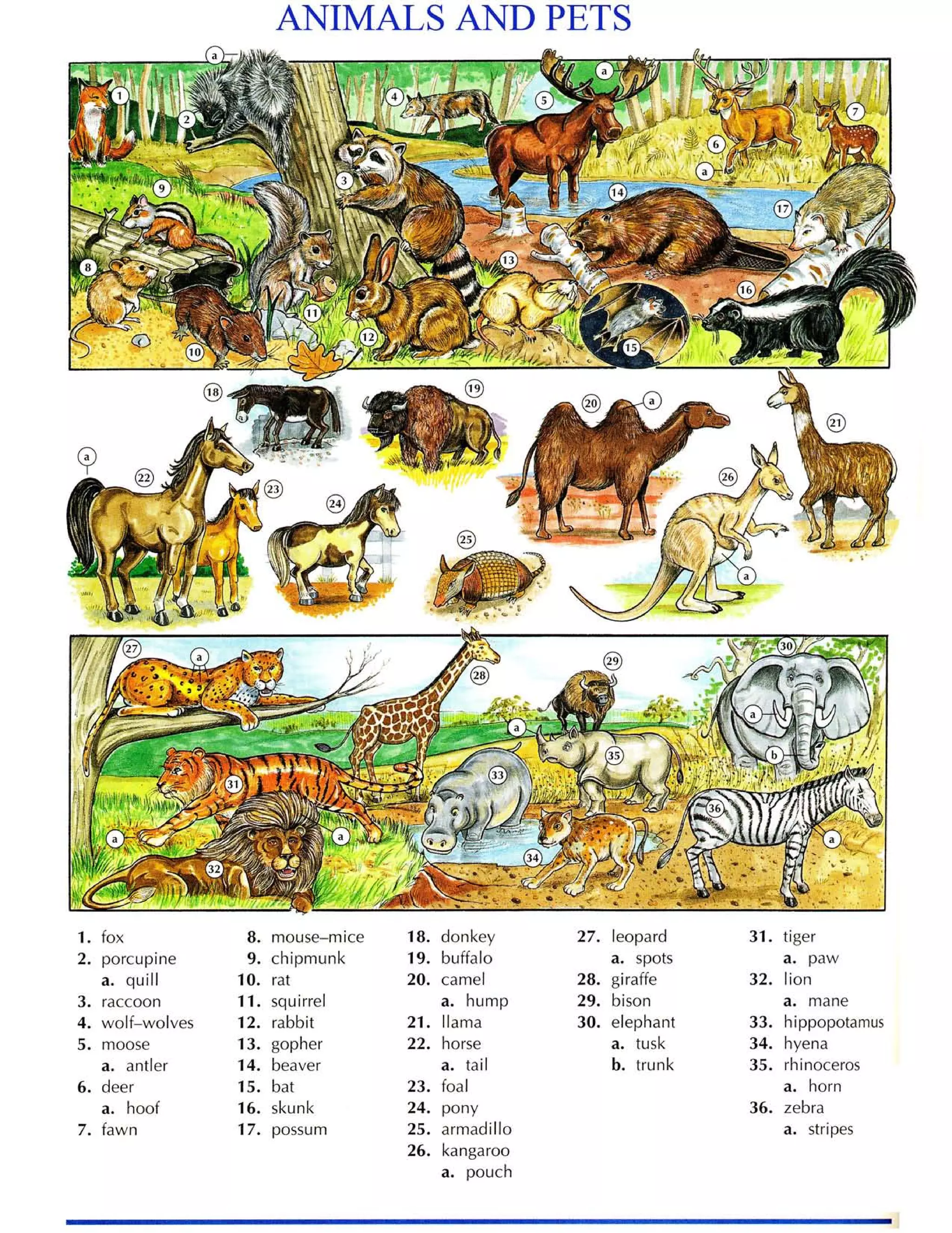 Từ điển tiếng anh bằng hình ảnh