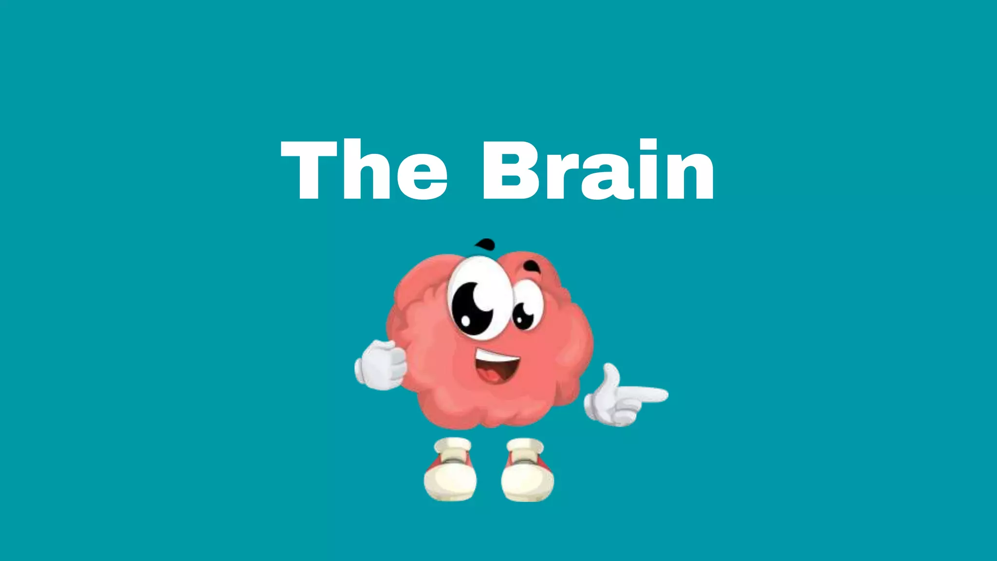 The Brain
 