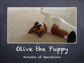 Olive the Puppy
Director of Operations

 