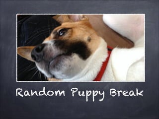 Random Puppy Break

 