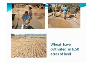 Wheat have
cultivated in 6.50
acres of land
 