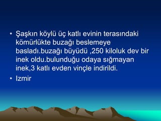 • Şaşkın köylü üç katlı evinin terasındaki
kömürlükte buzağı beslemeye
basladı.buzağı büyüdü ,250 kiloluk dev bir
inek oldu.bulunduğu odaya sığmayan
inek,3 katlı evden vinçle indirildi.
• Izmir
 