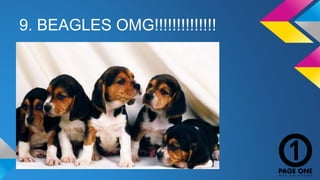 9. BEAGLES OMG!!!!!!!!!!!!!! 
