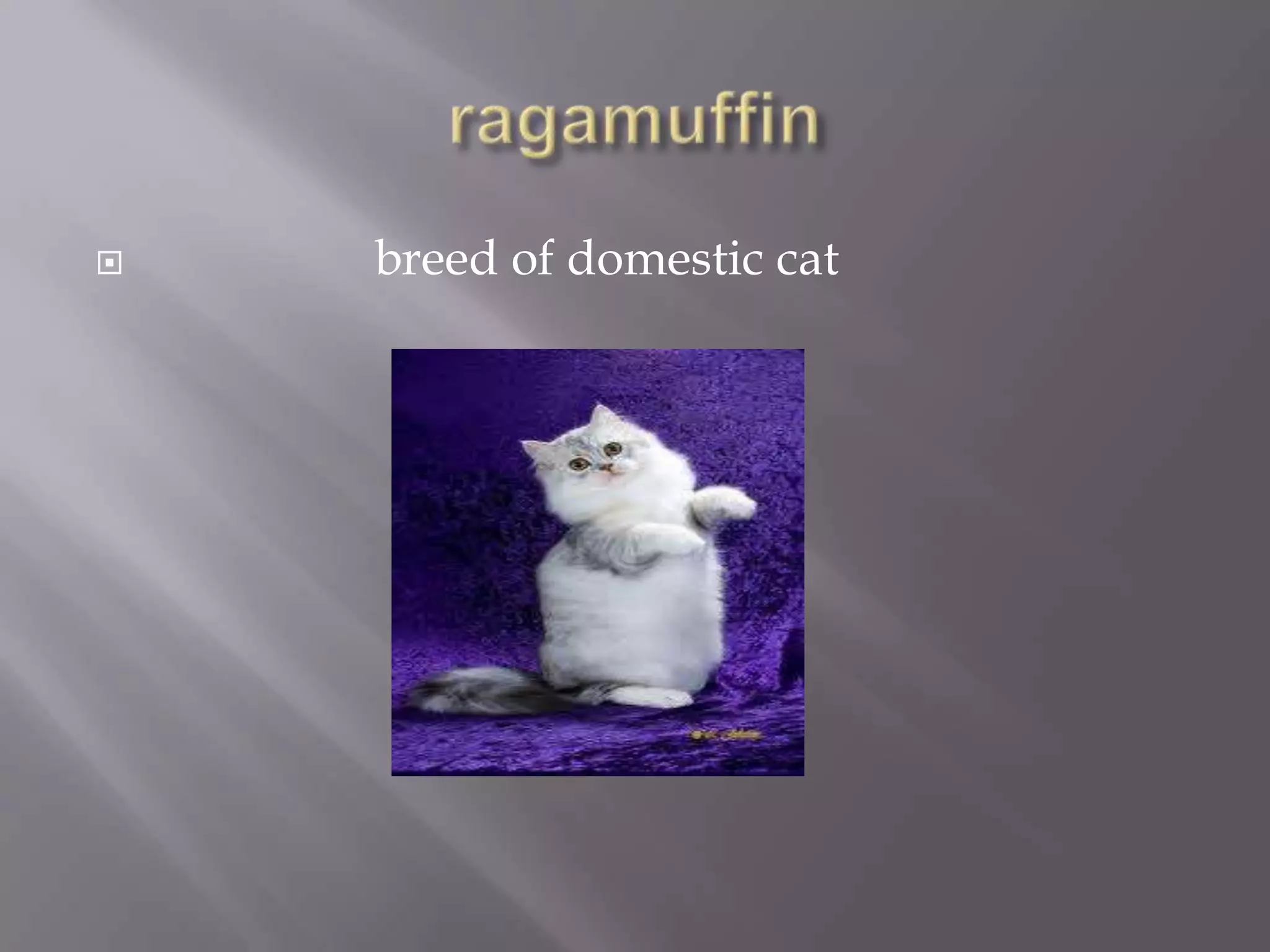    breed of domestic cat
 