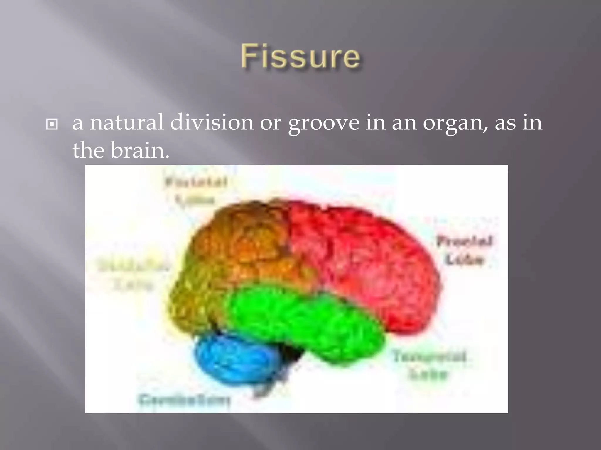    a natural division or groove in an organ, as in
    the brain.
 