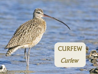 CURFEW
Curlew
 