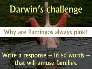 Darwin’s challenge

Why are flamingos always pink?


Write a response – in 50 words –
    that will amuse families.
 