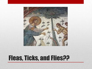Fleas, Ticks, and Flies??
 