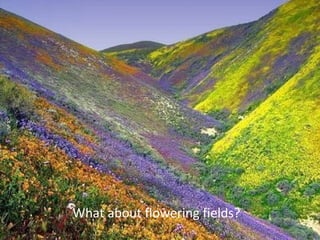 What about flowering fields?