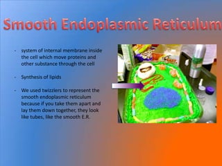 - system of internal membrane inside
  the cell which move proteins and
  other substance through the cell

- Synthesis of lipids

- We used twizzlers to represent the
  smooth endoplasmic reticulum
  because if you take them apart and
  lay them down together, they look
  like tubes, like the smooth E.R.
 