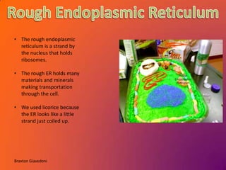 • The rough endoplasmic
  reticulum is a strand by
  the nucleus that holds
  ribosomes.

• The rough ER holds many
  materials and minerals
  making transportation
  through the cell.

• We used licorice because
  the ER looks like a little
  strand just coiled up.




Braxton Giavedoni
 