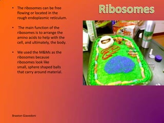 • The ribosomes can be free
  flowing or located in the
  rough endoplasmic reticulum.

•    The main function of the
    ribosomes is to arrange the
    amino acids to help with the
    cell, and ultimately, the body.

• We used the M&Ms as the
  ribosomes because
  ribosomes look like
  small, sphere shaped balls
  that carry around material.




Braxton Giavedoni
 