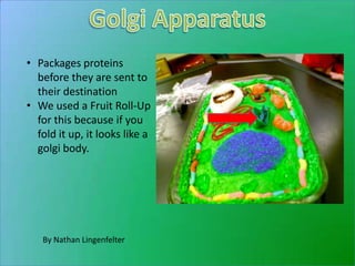 • Packages proteins
  before they are sent to
  their destination
• We used a Fruit Roll-Up
  for this because if you
  fold it up, it looks like a
  golgi body.




   By Nathan Lingenfelter
 