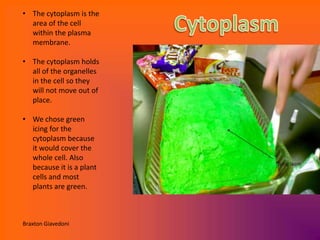 • The cytoplasm is the
  area of the cell
  within the plasma
  membrane.

• The cytoplasm holds
  all of the organelles
  in the cell so they
  will not move out of
  place.

• We chose green
  icing for the
  cytoplasm because
  it would cover the
  whole cell. Also
  because it is a plant
  cells and most
  plants are green.



Braxton Giavedoni
 