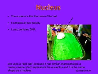 • The nucleus is like the brain of the cell

• It controls all cell activity

• It also contains DNA




We used a “fast-ball” because it has similar characteristics; a
creamy inside which represents the nucleolus and it is the same
shape as a nucleus.                                       By: Nathan Ray
 