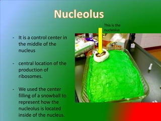 Nucleolus
                                  This is the
                                  nucleolus
- It is a control center in
  the middle of the
  nucleus

- central location of the
  production of
  ribosomes.

- We used the center
  filling of a snowball to
  represent how the
  nucleolus is located
  inside of the nucleus.
 