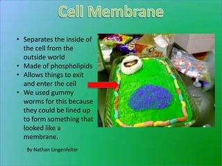 • Separates the inside of
  the cell from the
  outside world
• Made of phospholipids
• Allows things to exit
  and enter the cell
• We used gummy
  worms for this because
  they could be lined up
  to form something that
  looked like a
  membrane.
   By Nathan Lingenfelter
 