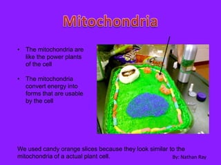 • The mitochondria are
  like the power plants
  of the cell

• The mitochondria
  convert energy into
  forms that are usable
  by the cell




We used candy orange slices because they look similar to the
mitochondria of a actual plant cell.                   By: Nathan Ray
 