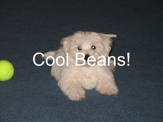 Cool Beans! 