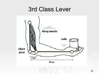 3rd Class Lever 