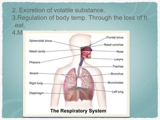 2. Excretion of volatile substance.
3.Regulation of body temp. Through the loss of h
eat.
4.Maintain the PH of blood.
 