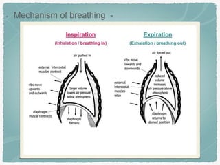 • Mechanism of breathing -
 