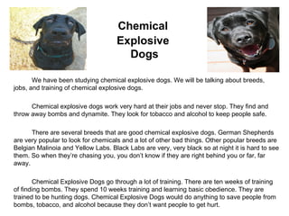 Chemical  Explosive  Dogs We have been studying chemical explosive dogs. We will be talking about breeds, jobs, and training of chemical explosive dogs. Chemical explosive dogs work very hard at their jobs and never stop. They find and throw away bombs and dynamite. They look for tobacco and alcohol to keep people safe. There are several breeds that are good chemical explosive dogs. German Shepherds are very popular to look for chemicals and a lot of other bad things. Other popular breeds are Belgian Malinoia and Yellow Labs. Black Labs are very, very black so at night it is hard to see them. So when they’re chasing you, you don’t know if they are right behind you or far, far away. Chemical Explosive Dogs go through a lot of training. There are ten weeks of training of finding bombs. They spend 10 weeks training and learning basic obedience. They are trained to be hunting dogs. Chemical Explosive Dogs would do anything to save people from bombs, tobacco, and alcohol because they don’t want people to get hurt. 