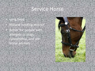 Service Horse
• Long lived
• Natural herding instinct
• Better for people with
allergies to dogs,
cynophobia, and are
horse animals
 