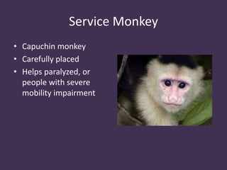 Service Monkey
• Capuchin monkey
• Carefully placed
• Helps paralyzed, or
people with severe
mobility impairment
 