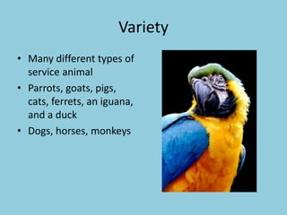 Variety
• Many different types of
service animal
• Parrots, goats, pigs,
cats, ferrets, an iguana,
and a duck
• Dogs, horses, monkeys
 