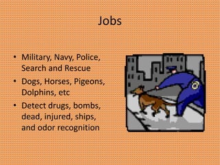 Jobs
• Military, Navy, Police,
Search and Rescue
• Dogs, Horses, Pigeons,
Dolphins, etc
• Detect drugs, bombs,
dead, injured, ships,
and odor recognition
 