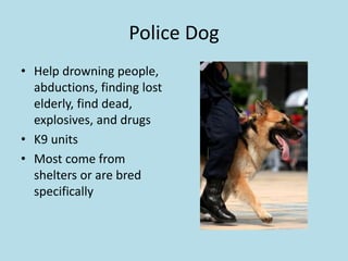 Police Dog
• Help drowning people,
abductions, finding lost
elderly, find dead,
explosives, and drugs
• K9 units
• Most come from
shelters or are bred
specifically
 