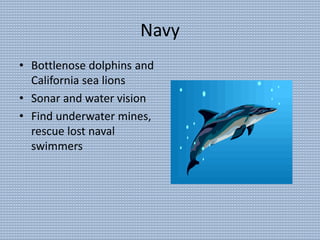 Navy
• Bottlenose dolphins and
California sea lions
• Sonar and water vision
• Find underwater mines,
rescue lost naval
swimmers
 