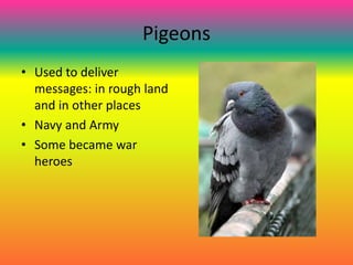 Pigeons
• Used to deliver
messages: in rough land
and in other places
• Navy and Army
• Some became war
heroes
 