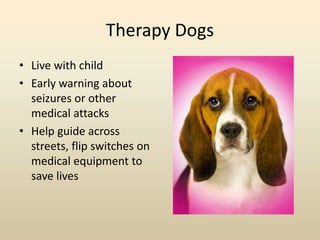 Therapy Dogs
• Live with child
• Early warning about
seizures or other
medical attacks
• Help guide across
streets, flip switches on
medical equipment to
save lives
 