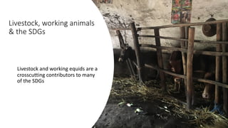Working animals: Climate change and public health issues in achieving the Sustainable Development Goals