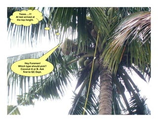 Yesss….!!!
At last arrived at
 the top height.




       Hey Foremen!
  Which type should pick?
   Coconut A or B. Ask
     first to QC Dept.
 