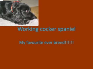Working cocker spaniel
My favourite ever breed!!!!!!
 