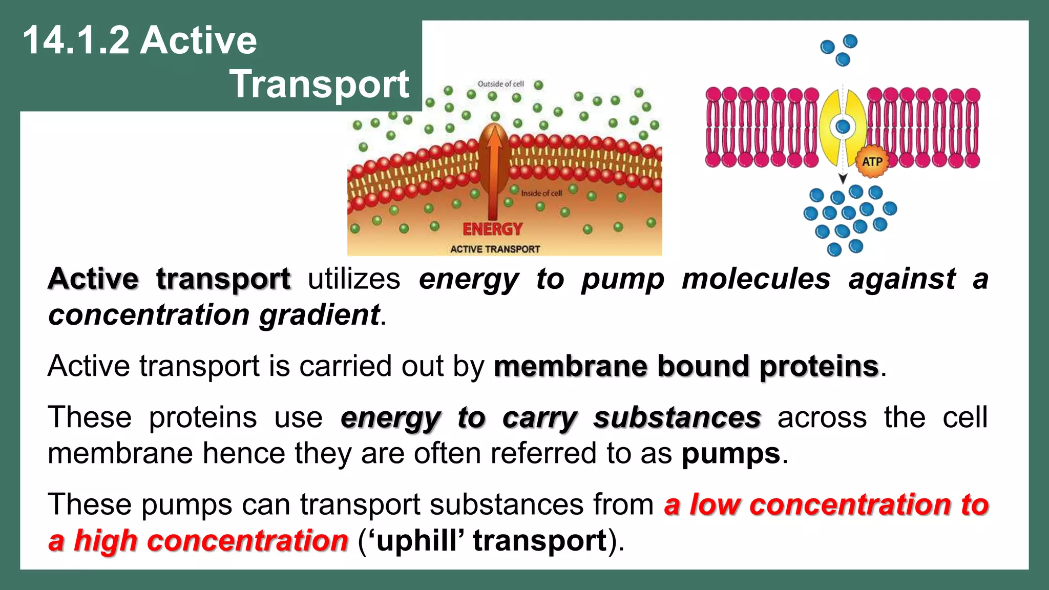 TRANSPORTATION IN PLANTS AND CIRCULATION IN 