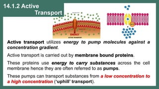 TRANSPORTATION IN PLANTS AND CIRCULATION IN ANIMALS.ppt