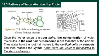14.3 Pathway of Water Absorbed by Roots
Once the water enters the root hairs, the concentration of water
molecules in the ...