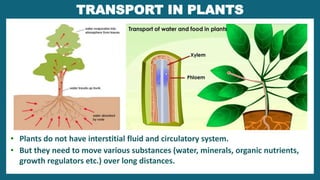  Unidirectional transport:
E.g. Transport of water and minerals in
xylem (from roots to stems, leaves etc.).
 Multidirec...