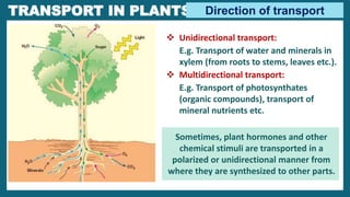 PLANT-WATER
RELATIONS
 