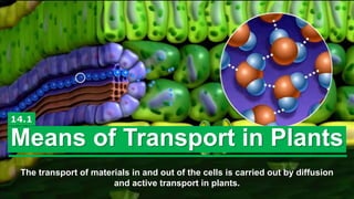 Means of Transort in Plants
Means of Transport in Plants
14.1
The transport of materials in and out of the cells is carrie...