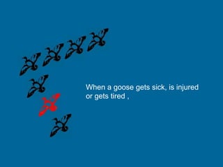 When a goose gets sick, is injured
or gets tired ,
 