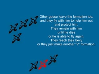 Other geese leave the formation too,
and they fly with him to help him out
and protect him.
They remain with him
until he dies
or he is able to fly again.
They reach their bevy
or they just make another “V” formation.
 